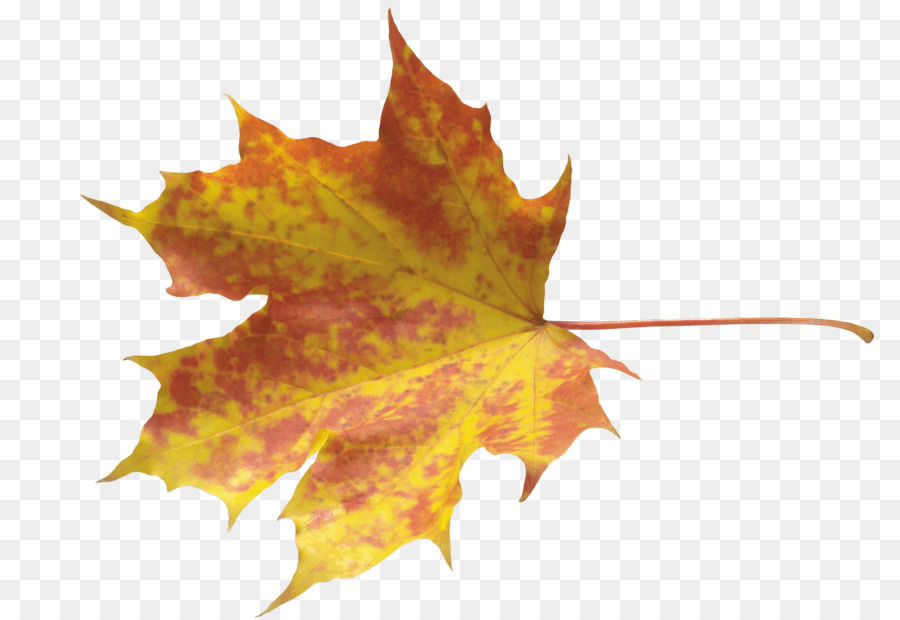 Immagine di rete grafica portatile Trasparenza Immagine Autunno - foglie gialle