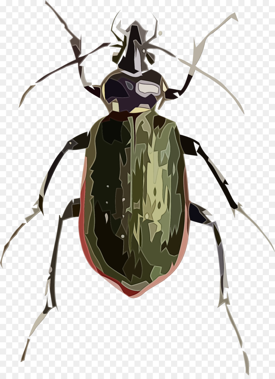 Käfer Scarabäus Rüsselkäfer Briten Scraptiidae Calosoma sycophanta - 