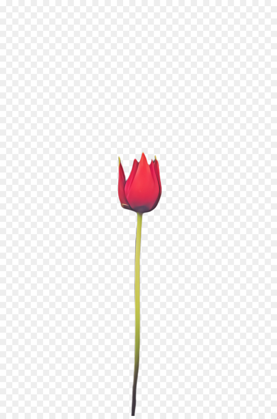 Piante del primo piano del petalo del gambo della pianta del tulipano - 