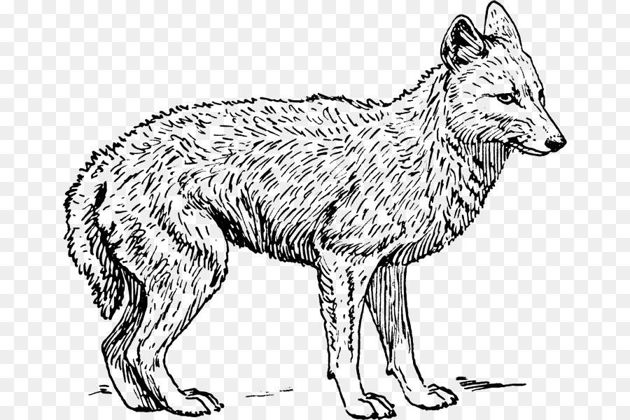Schakal Malbuch Zeichnung Coyote Wolf - Australien Wolf