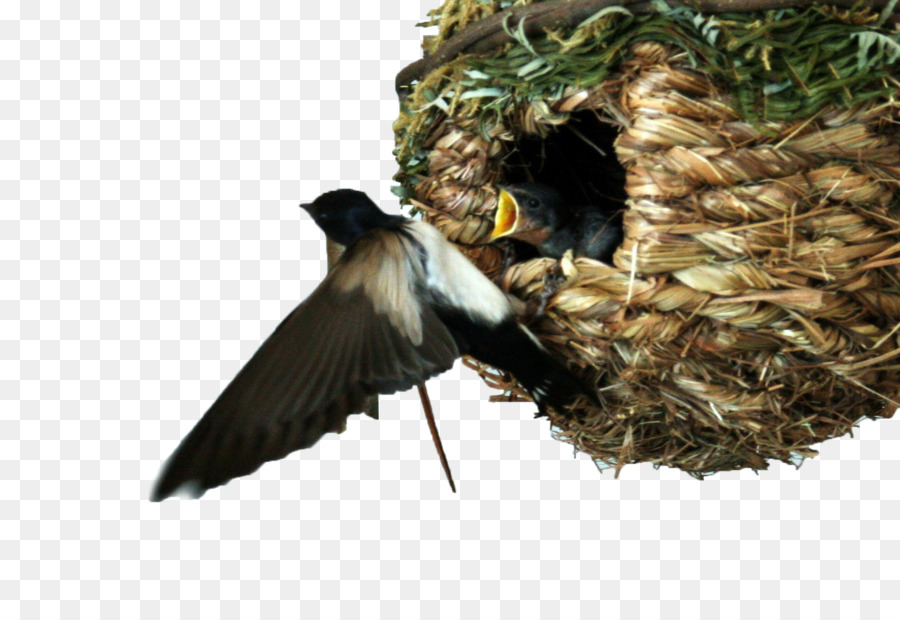 Bird Barn ingoiare Nest Passerine Hirundininae - gabbiano png net centerblog