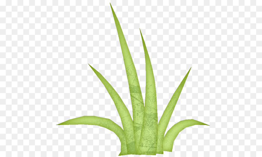 Pflanzenstamm Kräutermedizin Blatt Aloe Vera Gräser - Zitronengras