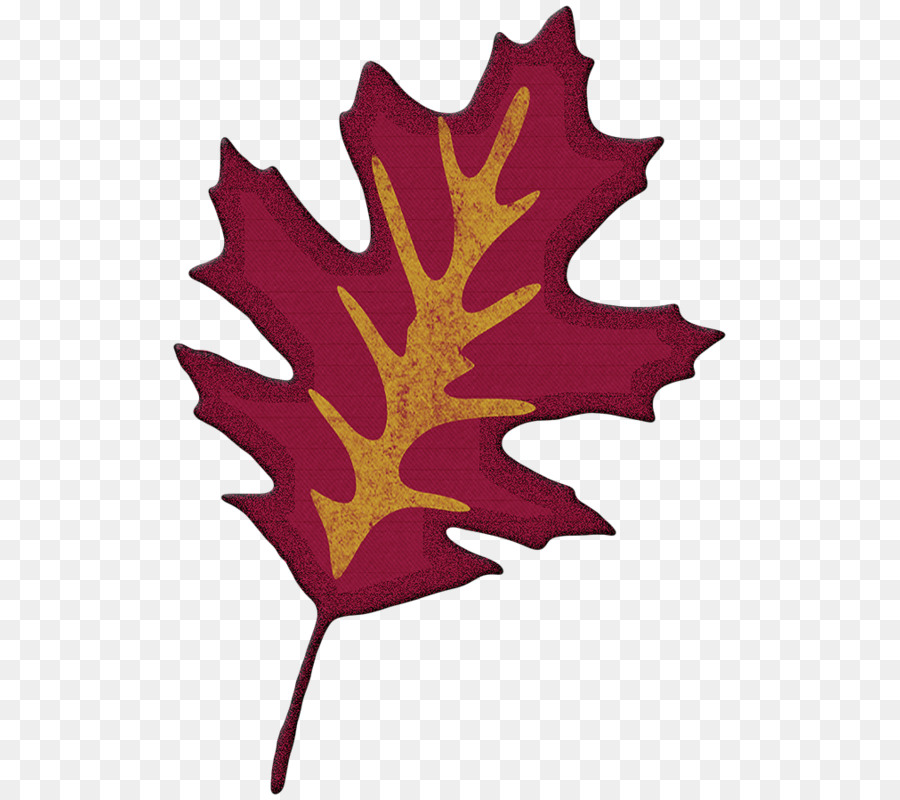 Foglia Ghianda Albero di Jersey Jersey di quercia nera - foglie d'autunno Francia