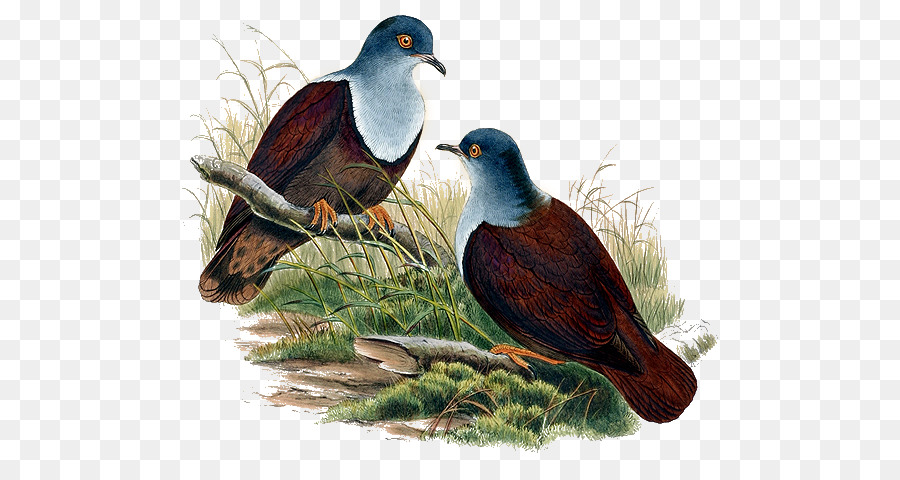 Piccioni e colombe Uccello Bronzo terra colomba Immagine Illustrazione - John Gould