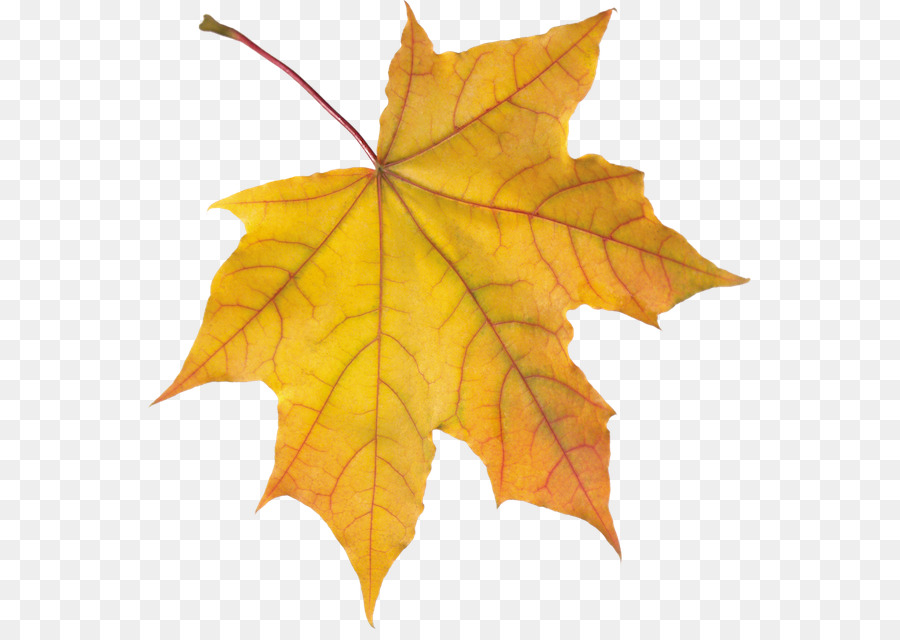 Immagine di ClipArt Autunno Foglia grafica portatile di rete - autunno foglia d'autunno