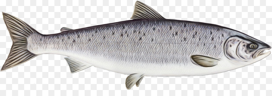 Cá hồi Đại Tây Dương Cá mòi hải sản - 