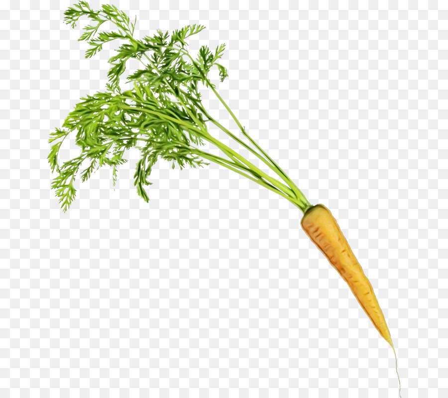 Carrot Portable Network Graphics-ClipArt-Gemüse Petersilie - 