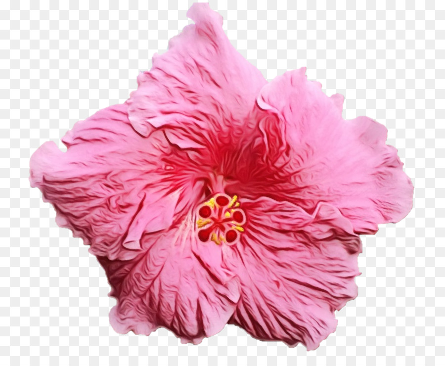 Rosa Rosemallows-Pflanzen-Schnittblumen - 