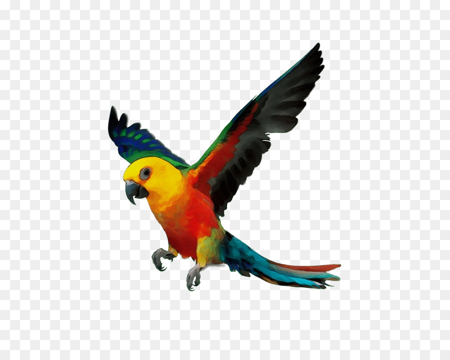 Pappagallino ondulato Agapornis Cockatiel Vero parrot - 