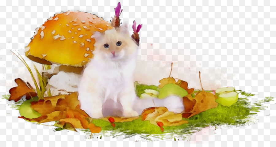 Autumn Cat Image Puppy Television - 