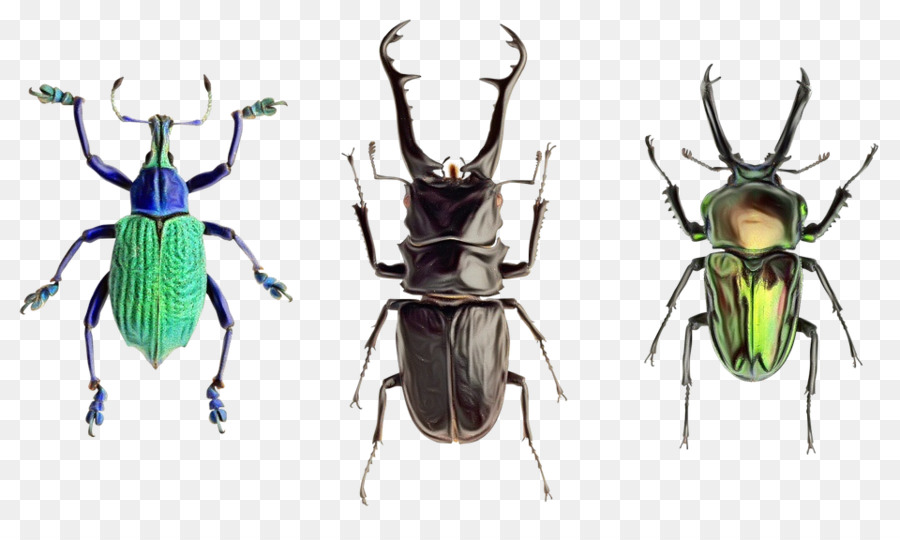 Bọ cánh cứng Ant Ppetgota - 