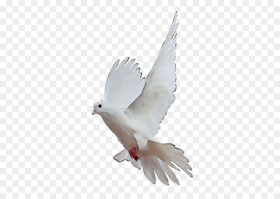 Piccioni e colombe Rock colomba Bird Image Doves come simboli - 