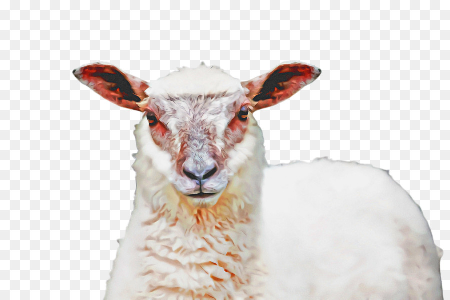 Dê cừu Bò Mõm động vật có vú - 