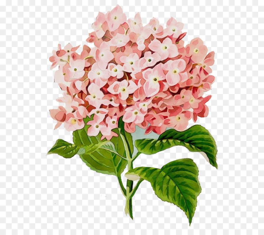 Vẽ Hoa Cẩm Tú Cầu bằng bút chì  How to draw Hydrangea Flower  YouTube