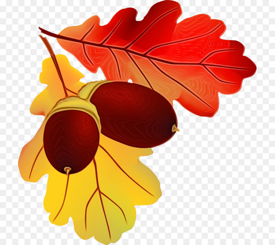 M / 0d Clip art Petal Leaf Fruit - 