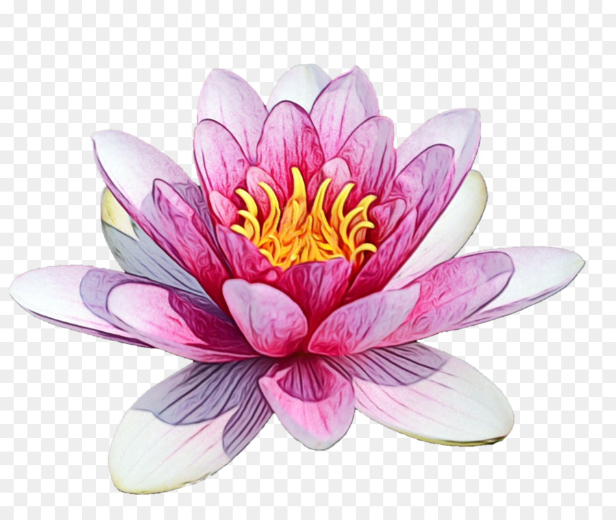 Đồ họa mạng di động Clip nghệ thuật Nước thơm hoa huệ Nymphaea nelumbo - 