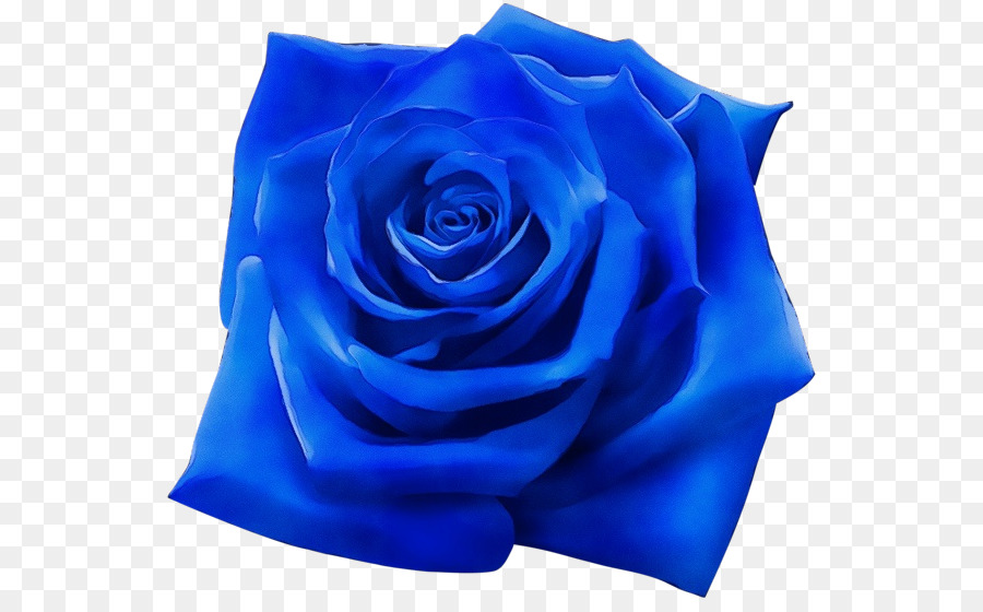 Blue Watercolor Flowers