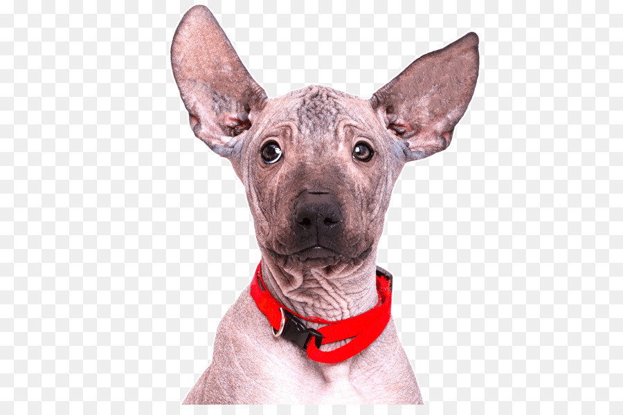 Chinese Crested Dog Mexican Hairless Dog Chihuahua Amerikanischer haarloser Terrier Peruaner Inca Orchid - Mexiko haarlos