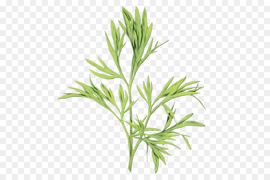 Pflanzenstamm Estragon Subshrub Kräutermedizin Gras - 