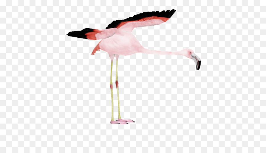 Chilenischer Flamingo Größerer Flamingo Schnabel Salzwasserkrokodil - Phoenicopterus