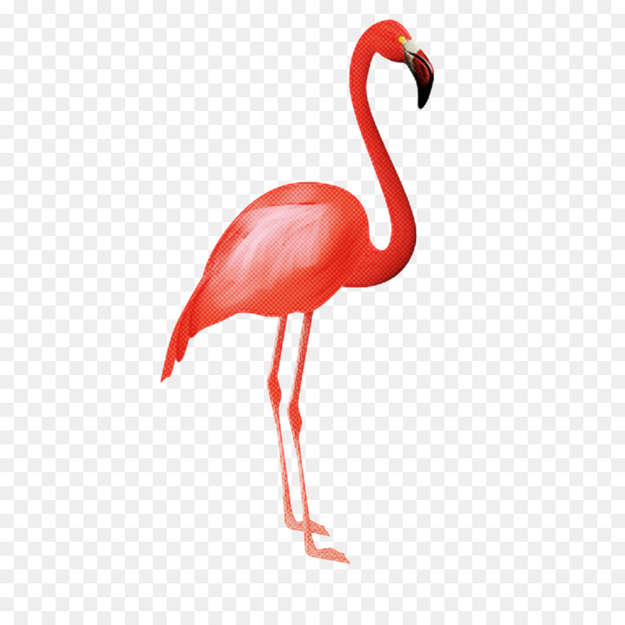 Tragbare Netzwerkgrafiken ClipArt Flamenco Image Flamingo - 