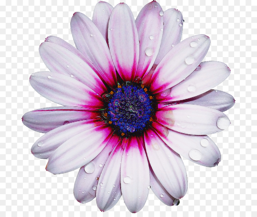 Hoa cúc xuyên hoa Cắt hoa Aster Cận cảnh - 