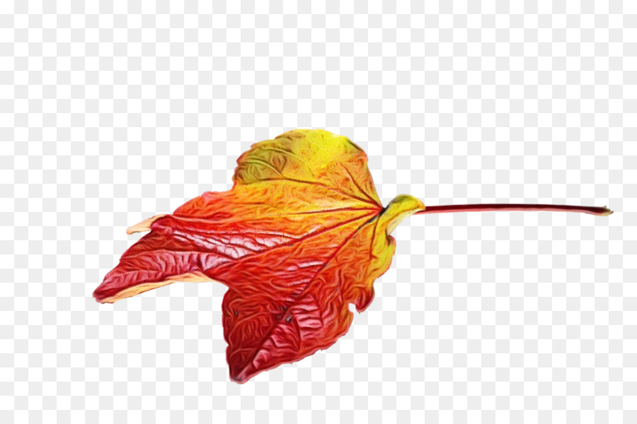 Blütenblatt Maple leaf - 