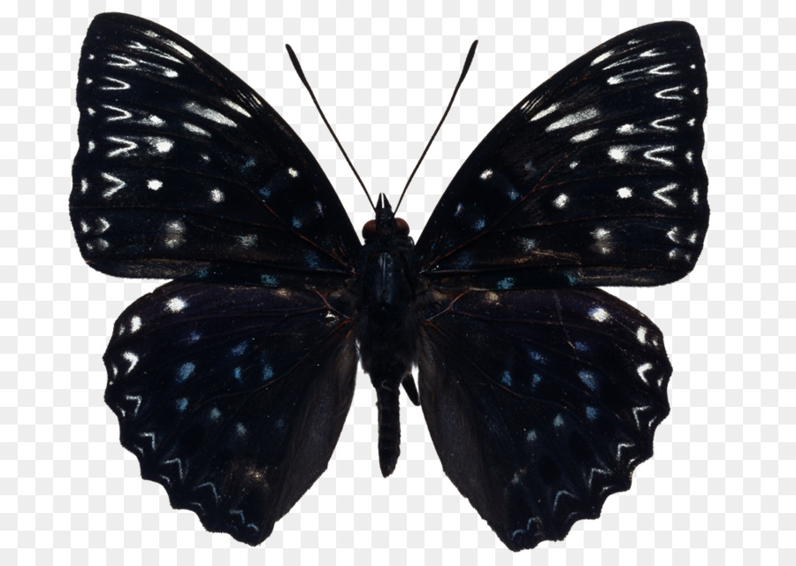 Schmetterling Insekt stock photography Vektorgrafik Bild - August Schmetterlinge