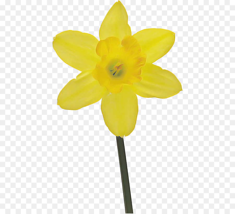 Cắt hoa Thân cây Narcissus Cánh hoa vàng - 