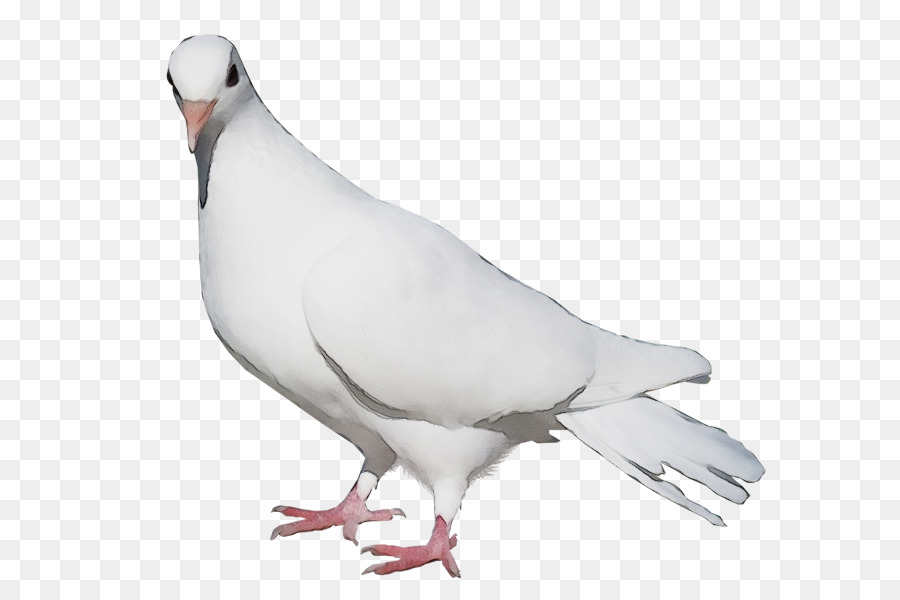Fantail pigeon Indian Fantail Piccioni e colombe Bird Homing piccione - 