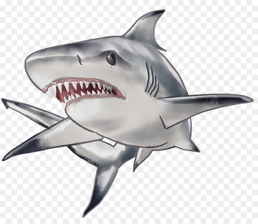 Cá mập Requiem Đồ họa mạng di động Cá mập trắng lớn Cá mập & Co Maxxi Phiên bản - 