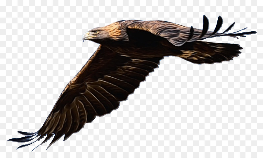 Aquila calva Golden eagle Clip art Portable Network Graphics - 