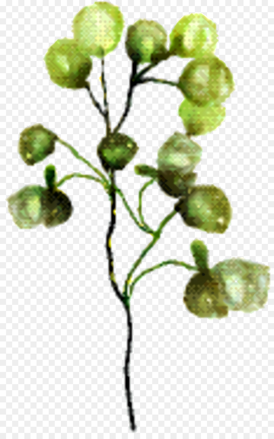 Zweig, Pflanze, Stamm Blatt Frucht Pflanzen - 