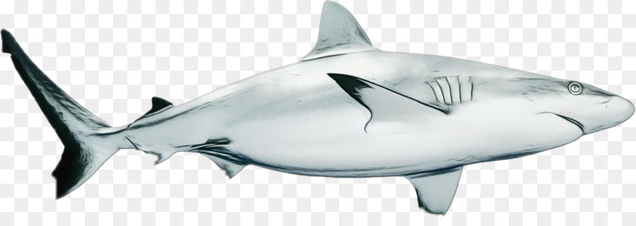 Tigerhai Weißer Hai ClipArt Squaliform Haie Makrelenhaie - 