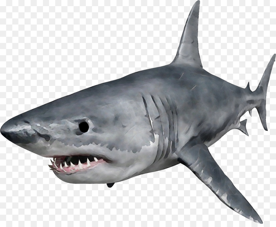 Great cá mập trắng Đồ họa mạng di động Clip nghệ thuật minh bạch - 