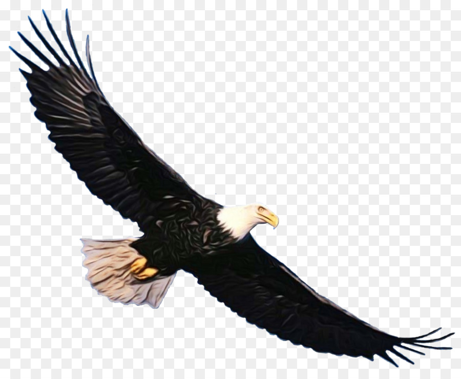 Bald eagle clipart Portable Network Graphics Golden eagle - 