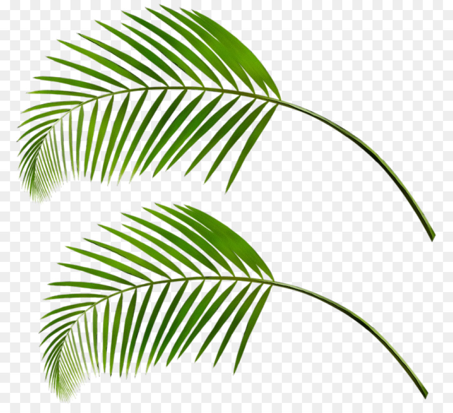 Palm Trees Portable Network Graphics Clip art Foglia Sfondi desktop - 