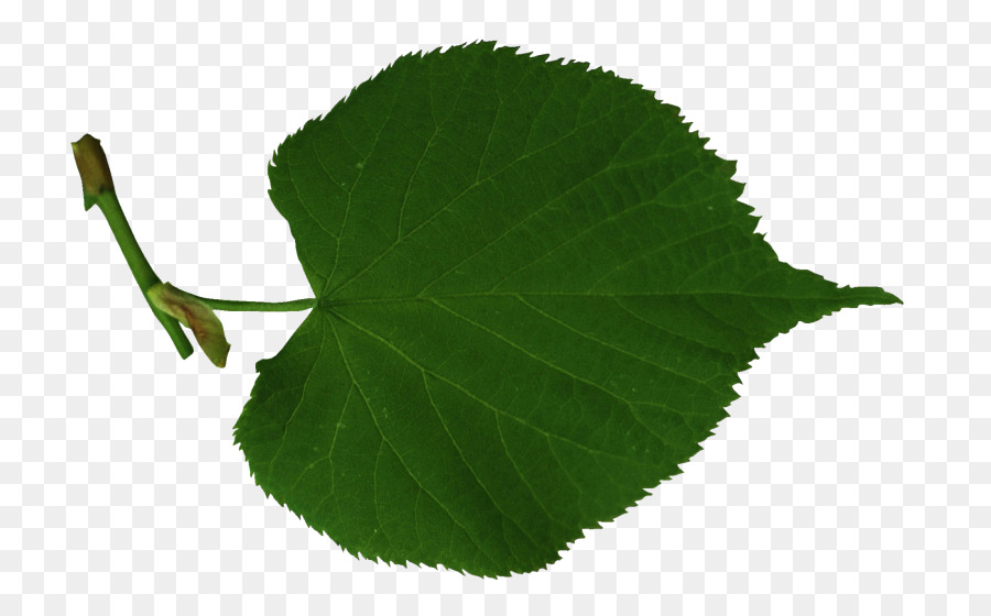 Leaf Portable Network Graphics Tiglio di albero di betulla - tiglio