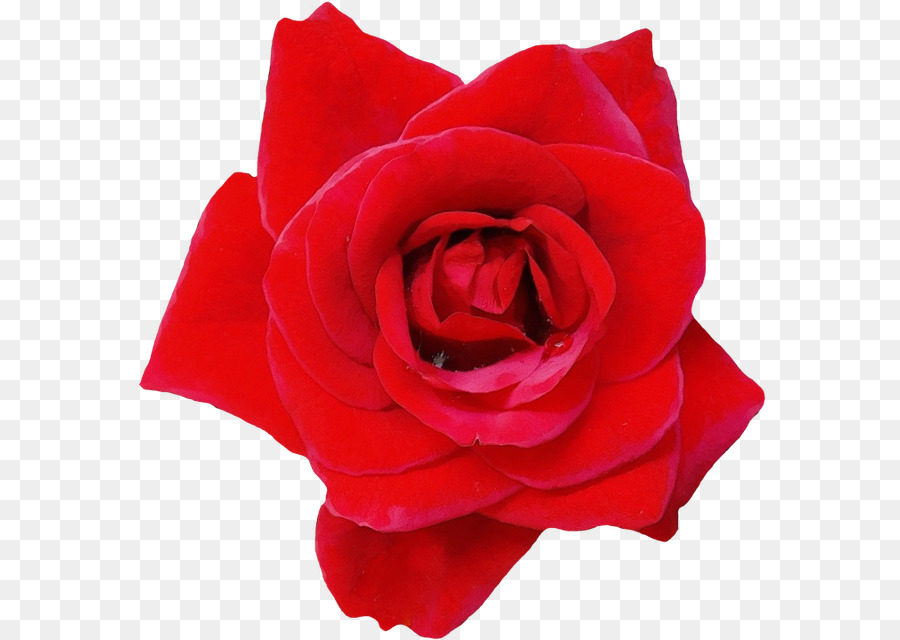 Đồ họa mạng di động Clip art Rose Hình nền hoa - 