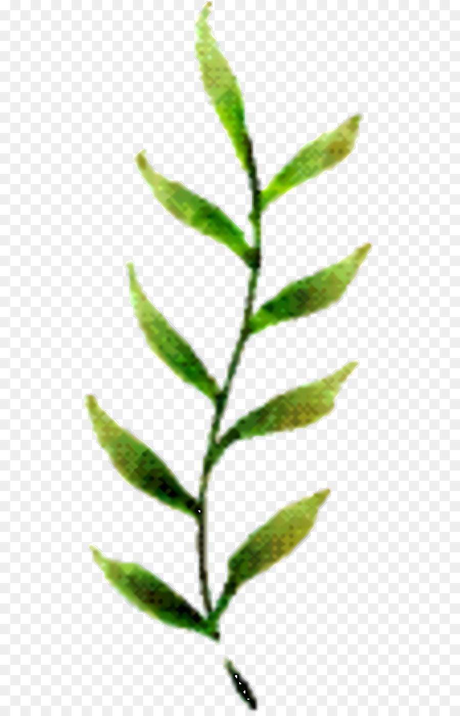 Blatt Pflanzenstamm Baum Pflanzen - 
