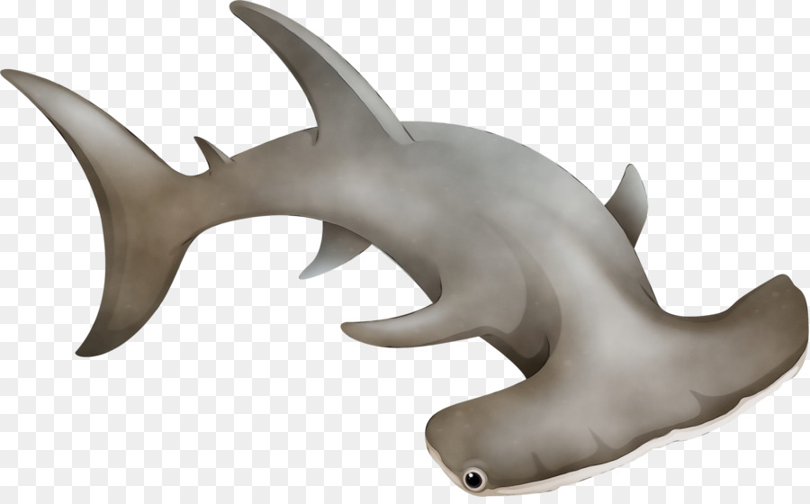 Squalo martello squalo requiem mammifero marino mascella - 