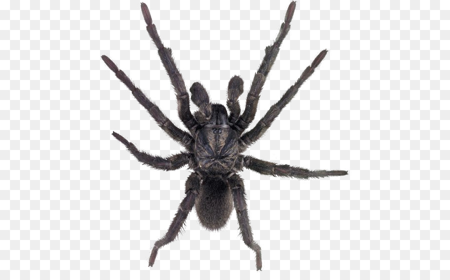 Immagine di trasparenza di ClipArt grafica di rete portatile Spider - tarantola