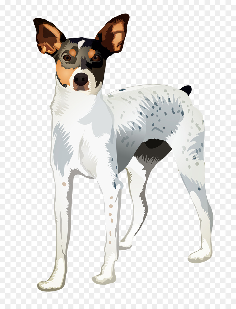 Ratten-Terrier-Hunderasse-Miniaturfoxterrier-glatter Foxterrier Toy Fox Terrier - Irish Terrier