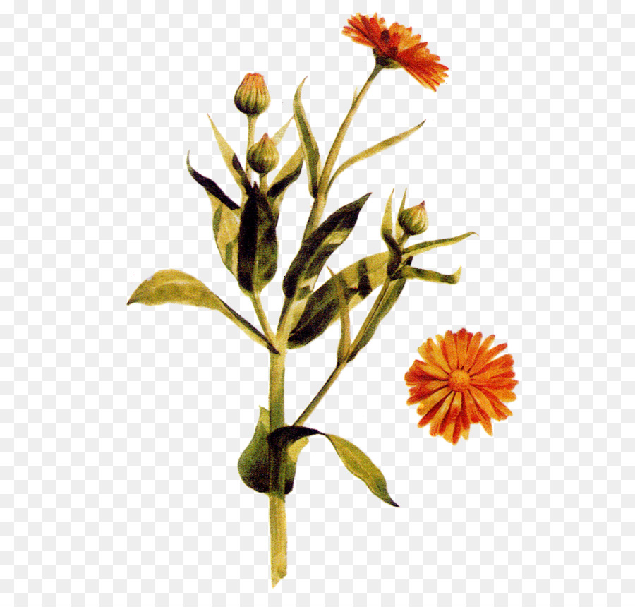 Ringelblume Heilpflanzen Herb Sweet Flagge - ringelblume