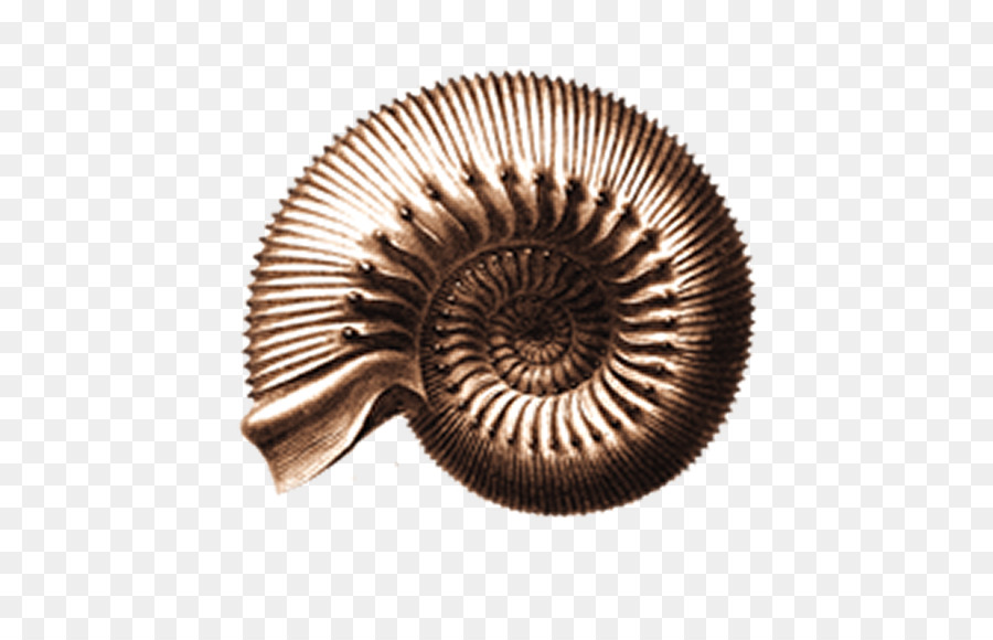 Huyện Purbeck Jurassic Coast Đồng Ammonites Thiết kế sản phẩm - ammonite đức