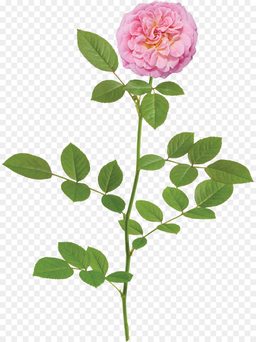 Rose Shrub Lemon Sharbat Flower - Thailand weiße Rosen