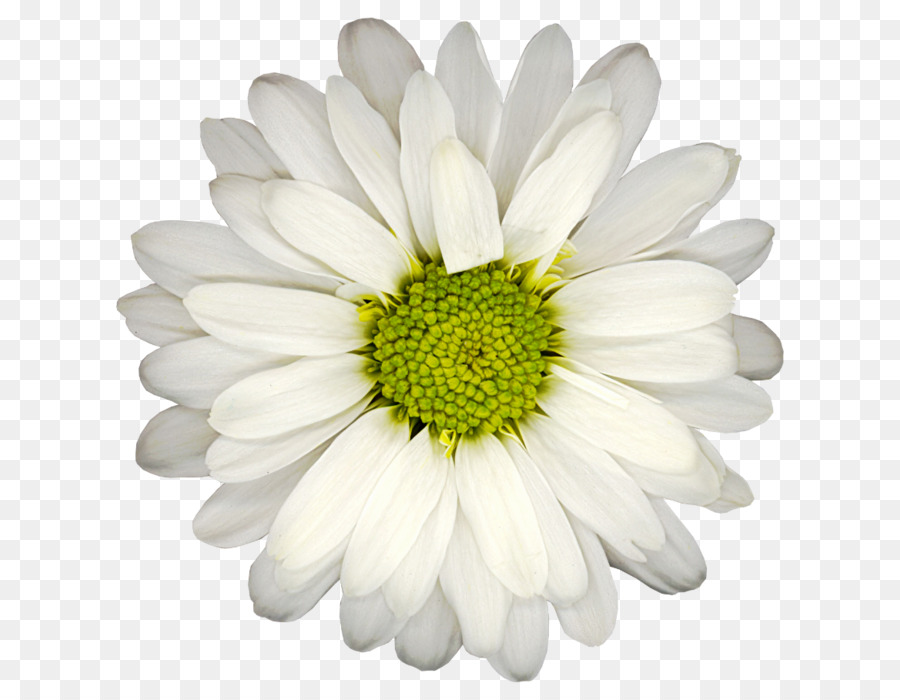 Common Daisy ClipArt Grafica di rete portatile a fiore farfalla - chr