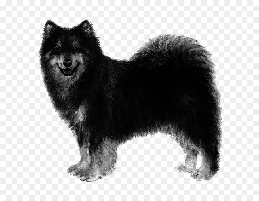 Chó Đức Spitz Găng Đức Chó giống chó Spitz Klein giống chó Phần Lan - Giống hỗn hợp