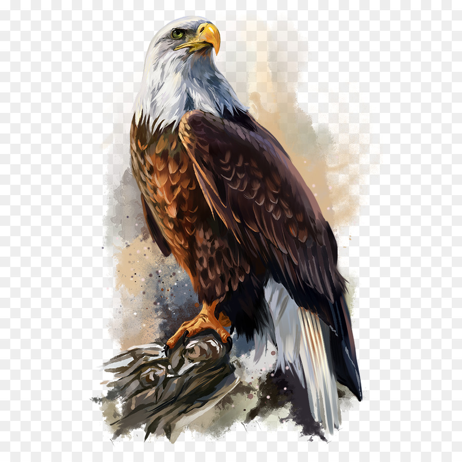 Bức tranh đại bàng hói - màu nước eagle