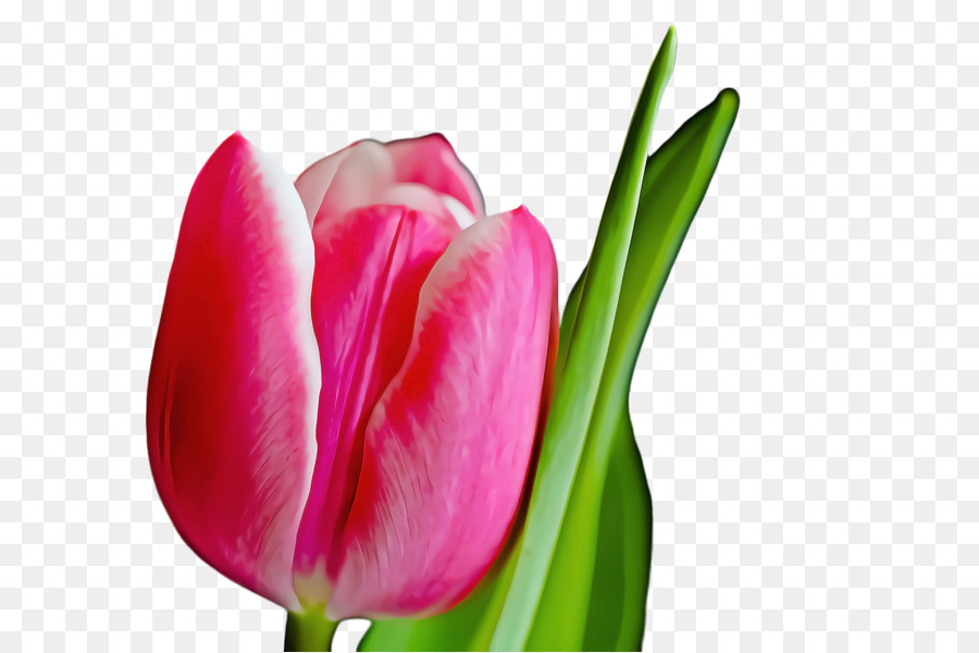 Sfondo desktop di tulipano fiore petalo immagine - 